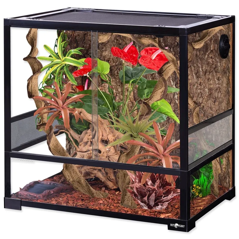 Những loại cây Terrarium phổ biến