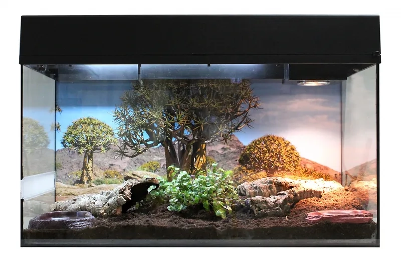 Hướng dẫn chi tiết cách làm Terrarium