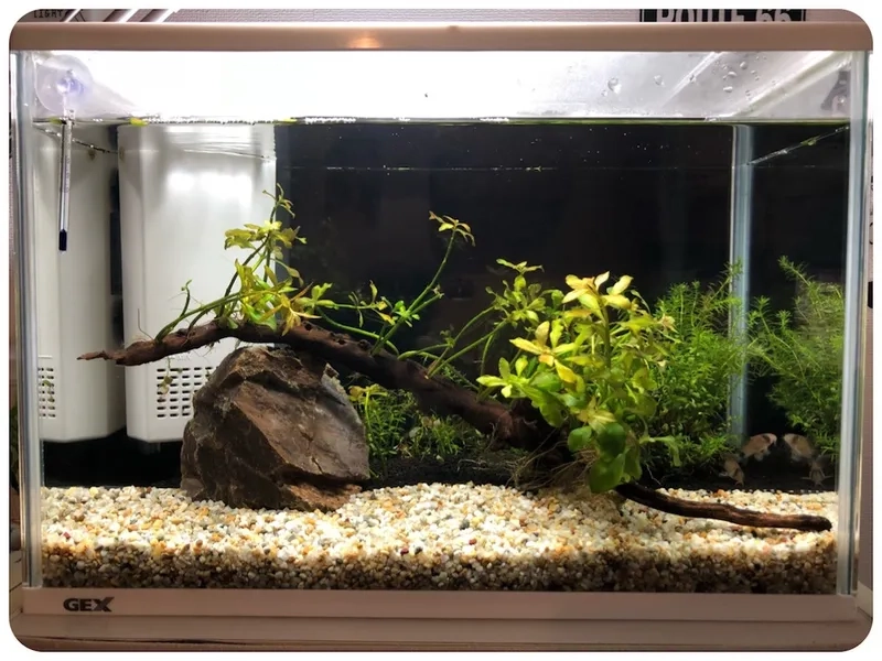 Tham khảo giá bể thủy sinh 40cm