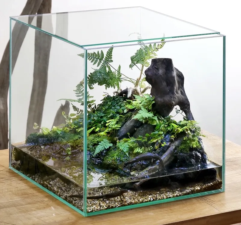 Chăm sóc bể 40cm không co2