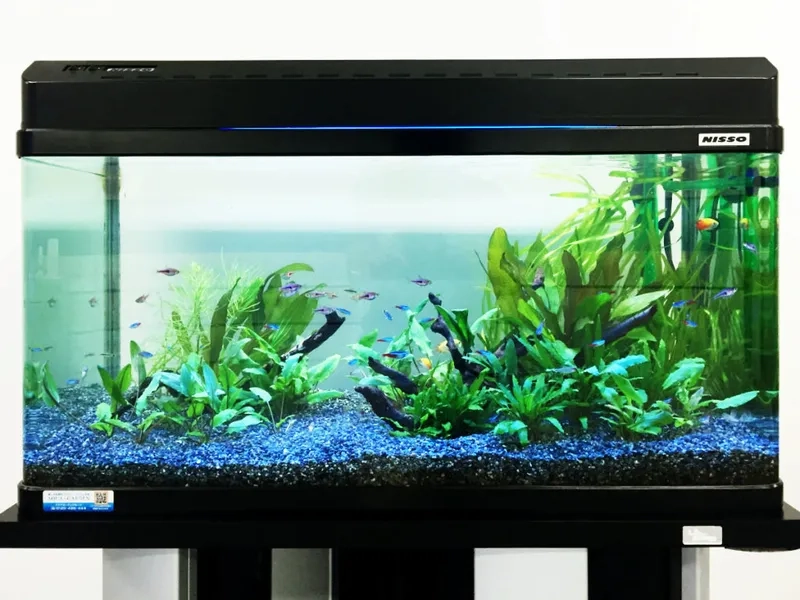 Các loại cây cho bể 40cm dễ trồng