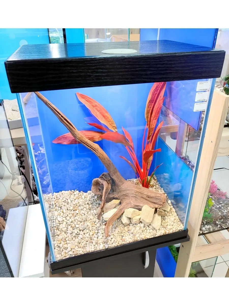 Trang trí bể 40cm để bàn làm việc