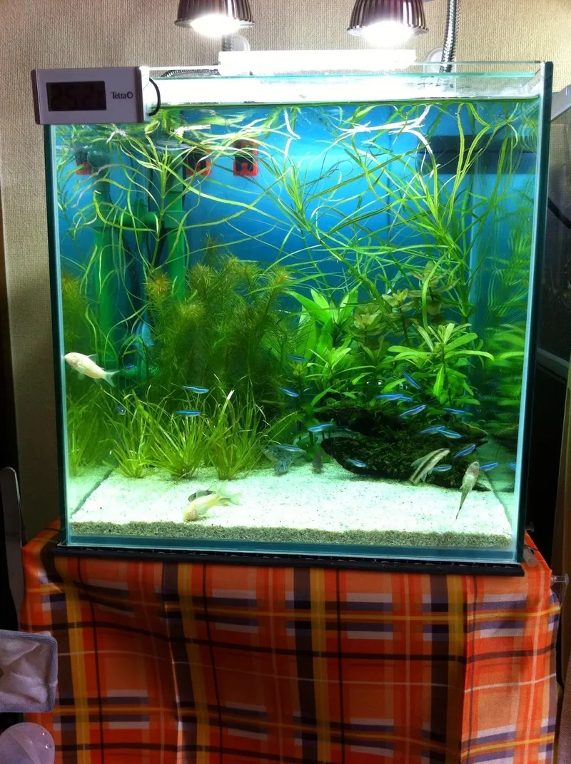 Lựa chọn đèn cho bể 40cm phù hợp