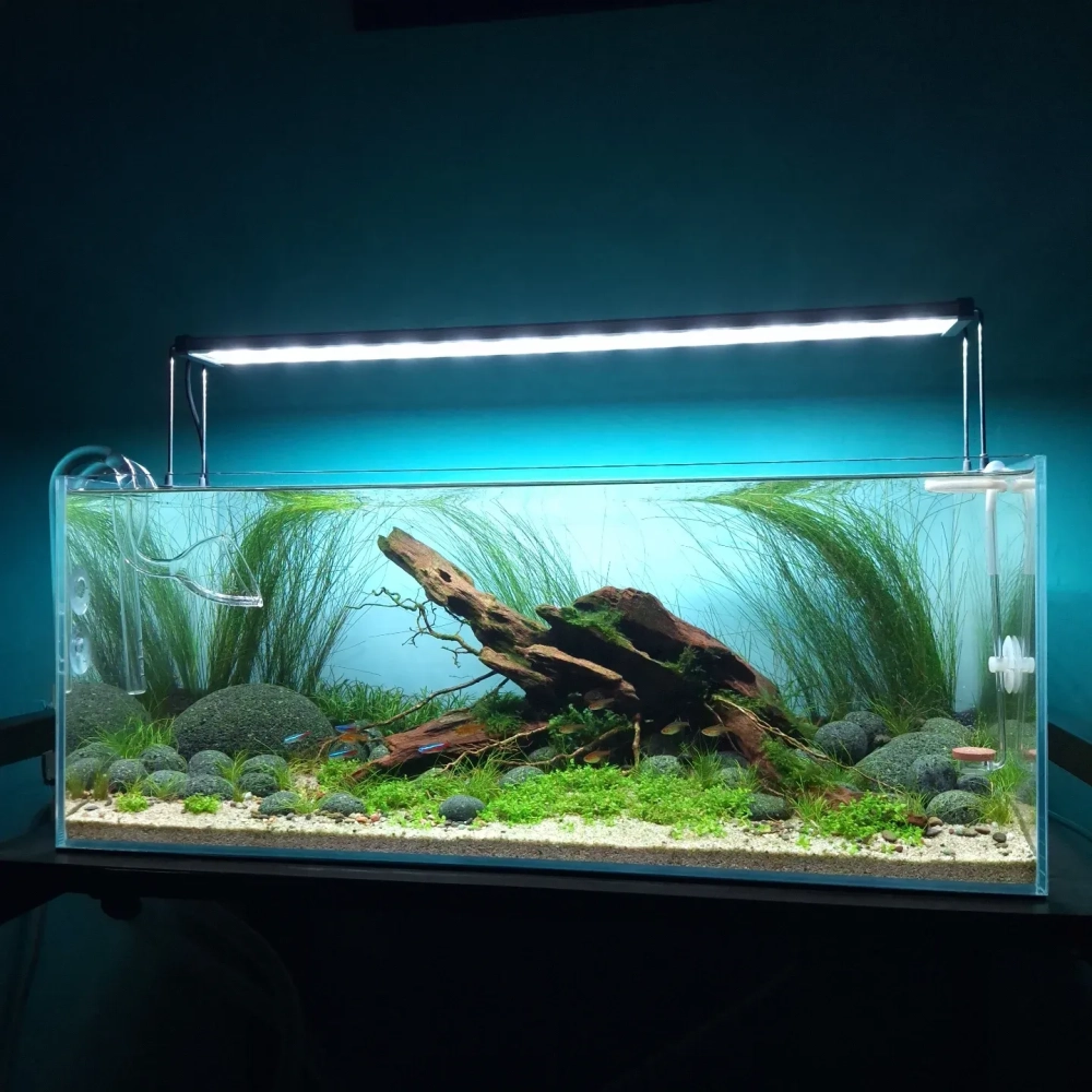 Tận dụng ánh sáng tự nhiên cho bể thủy sinh mini