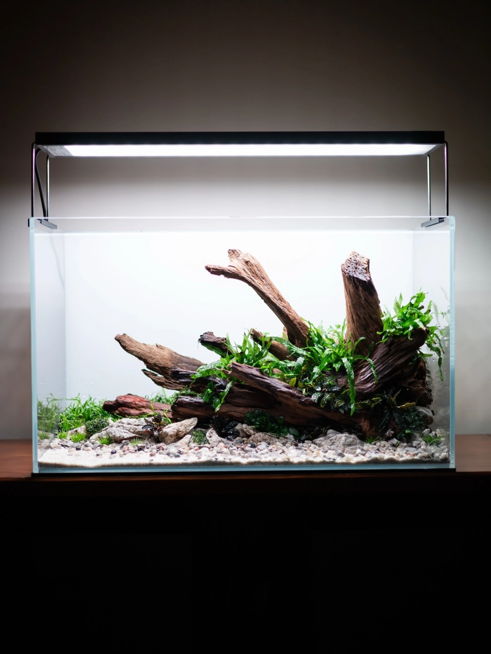 Bể cá cảnh đẹp mắt với hệ thống lọc vi sinh