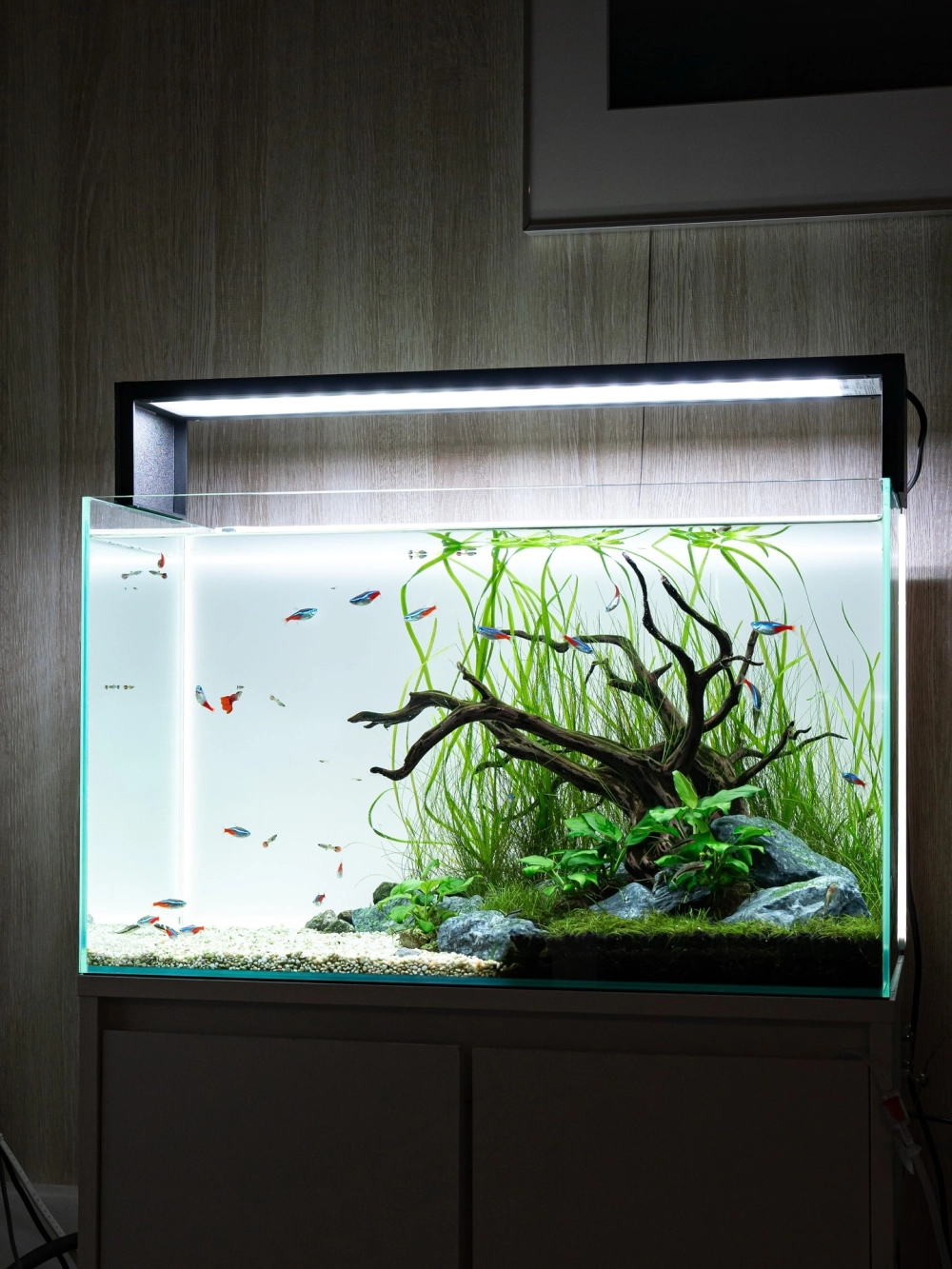 Các loại cây thủy sinh dễ trồng không cần nhiều dưỡng