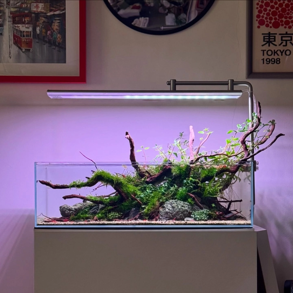 Vẻ đẹp mộc mạc của bể cá nuôi cây chậm lớn