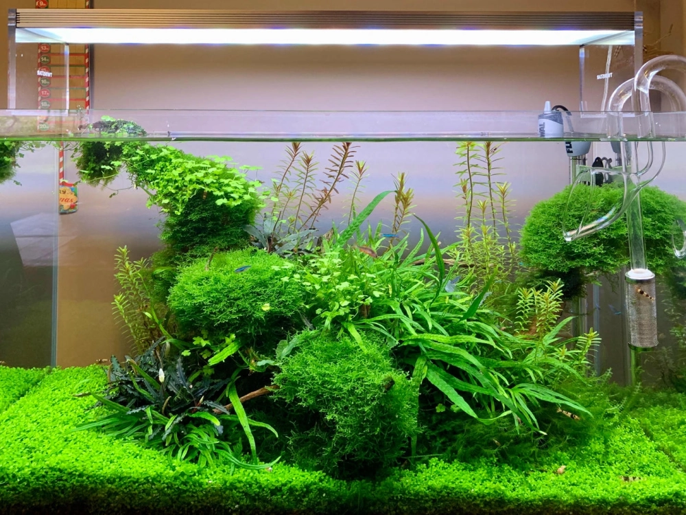 Cây thủy sinh chịu hạn tốt trong bể cá để bàn