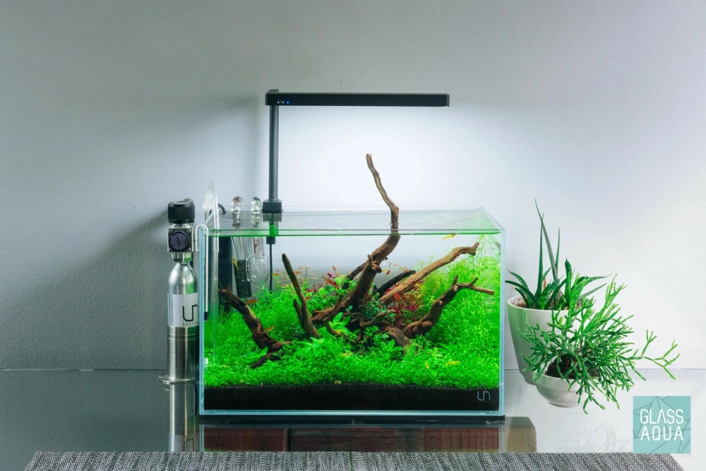 Thảm rêu xanh mướt trong bể thủy sinh ánh sáng thấp