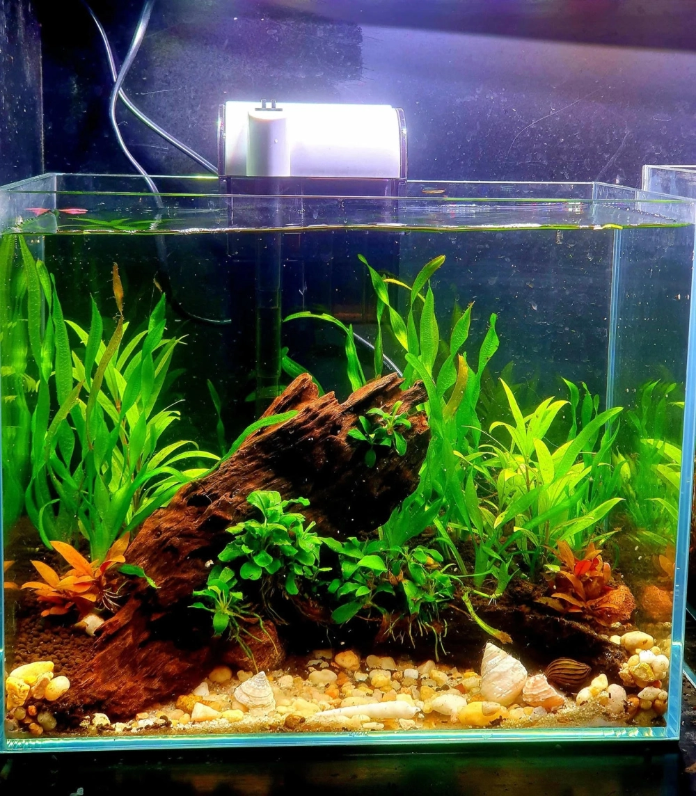 Trang trí bể cá không cần bình khí CO2