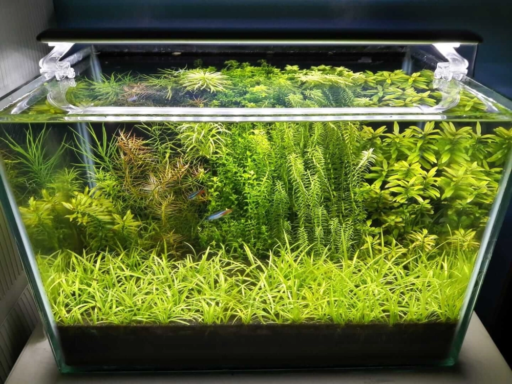 Cá neon bơi lội trong môi trường thủy sinh tự nhiên