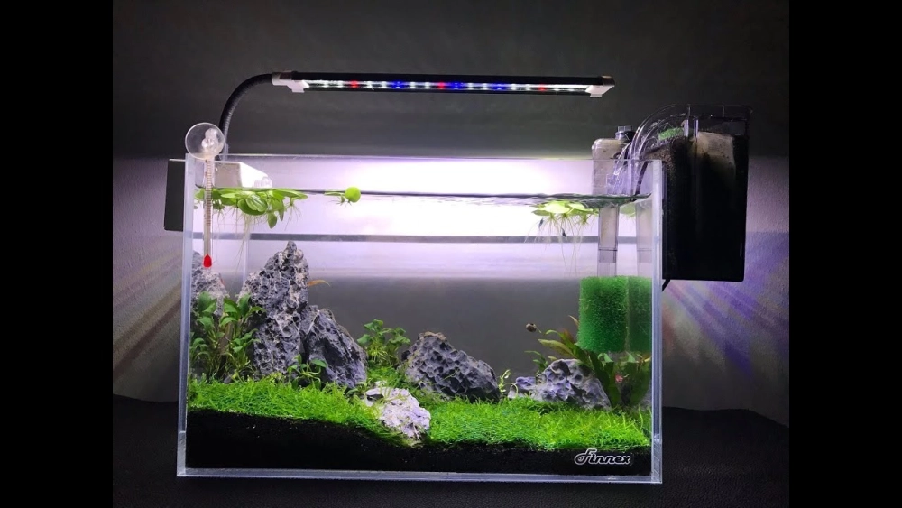 Cách duy trì nước trong cho bể cá không CO2