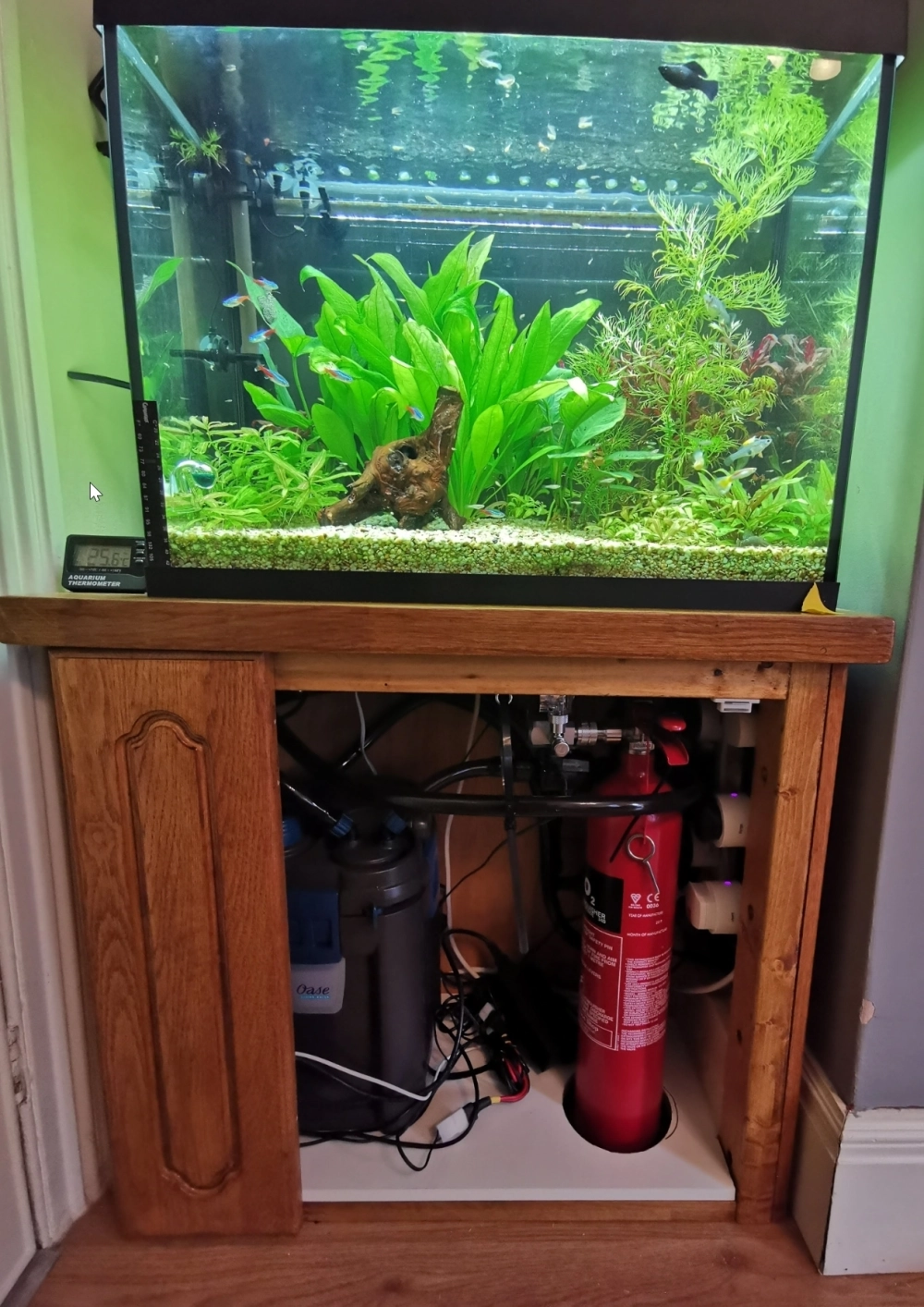 Mẫu bể thủy sinh không CO2 cho người mới bắt đầu