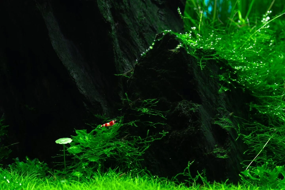 Bố cục Iwagumi tinh tế cho người mới nuôi tép cảnh