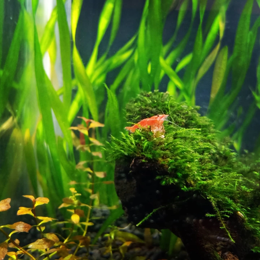 Mẫu bể thủy sinh nuôi tép cảnh quy mô lớn cho phòng khách