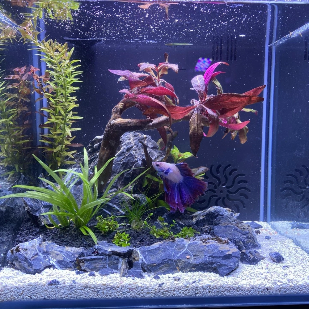 Thảm rêu xanh trong thiết kế bể tép cảnh hiện đại