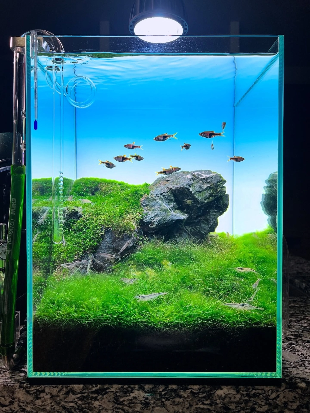 Môi trường lý tưởng cho bể thủy sinh nuôi tép cảnh phát triển