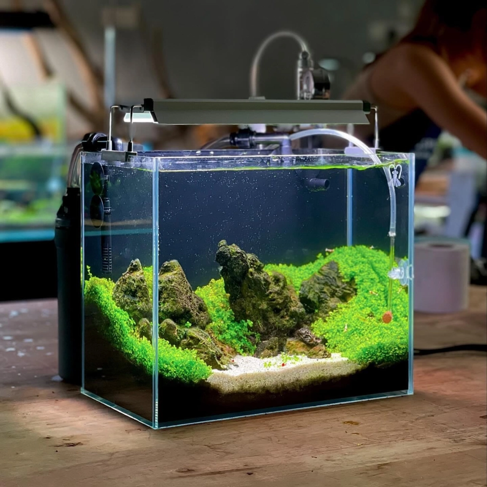 Thiết kế góc thư giãn với bể thủy sinh nuôi tép cảnh