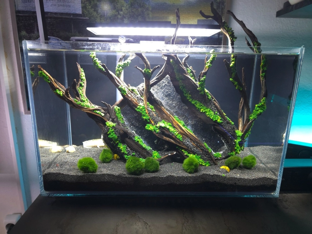 Các loại cây thủy sinh phù hợp cho bể tép nhỏ