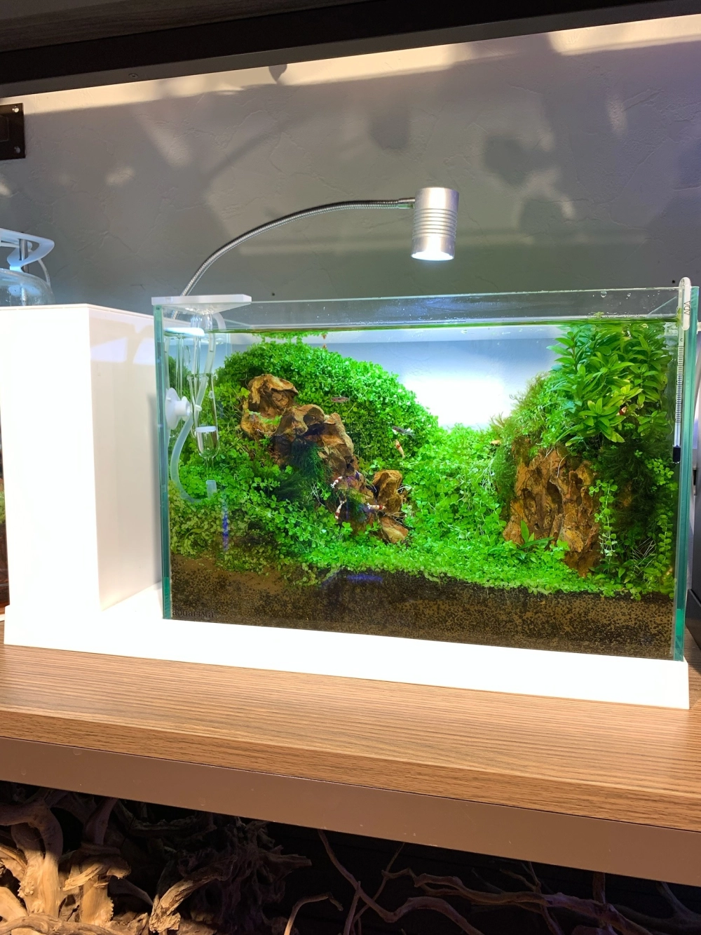 Trang trí bể tép cảnh với lũa ống và rêu java