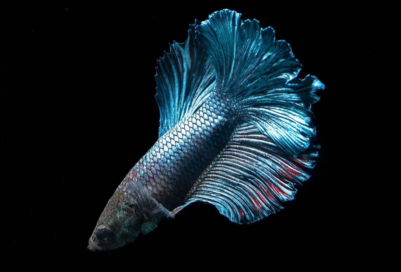 Cá xiêm nhỏ xinh dễ chăm cho người mới