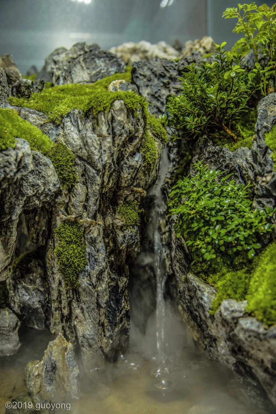 Bố cục thủy sinh thác nước trên cao đổ xuống hồ tĩnh lặng