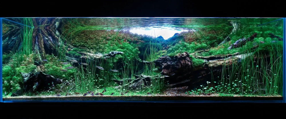 Hình ảnh thác nước đổ xuống thảm cỏ xanh trong hồ cá