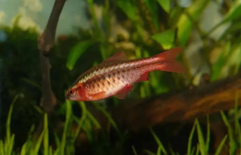 Ngắm cá anh đào đẹp nổi bật trong bể kính thủy sinh