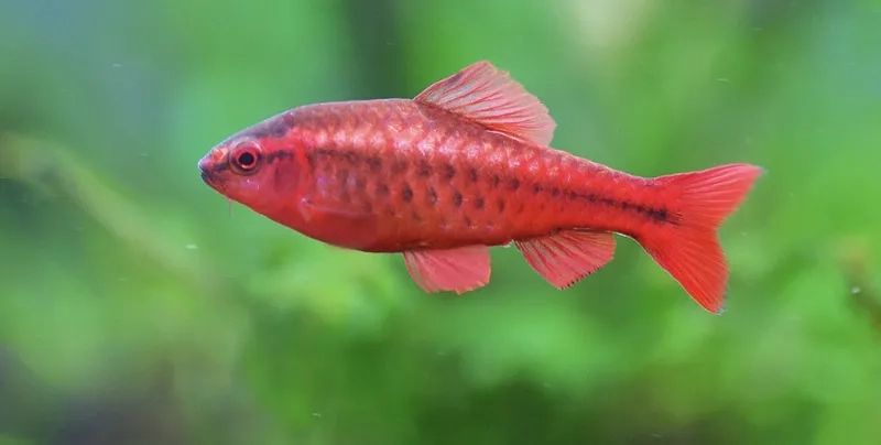 Cá anh đào phổ biến luôn được ưa chuộng trong trang trí
