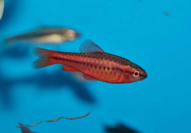 Cá anh đào giá trị trang trí bể kính tinh tế