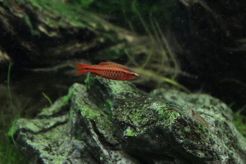 Cá anh đào thẩm mỹ trang trí bể kính sinh động