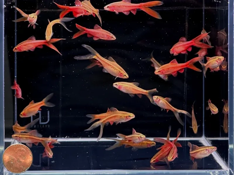 Cá anh đào nuôi cảnh nghệ thuật và thư giãn