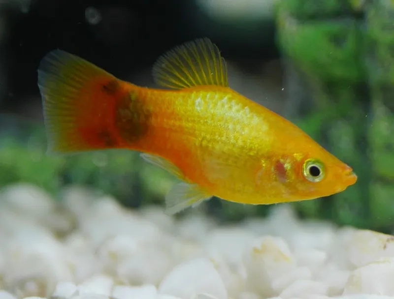 Hướng dẫn kỹ thuật chăm sóc cá bình tích cho người mới