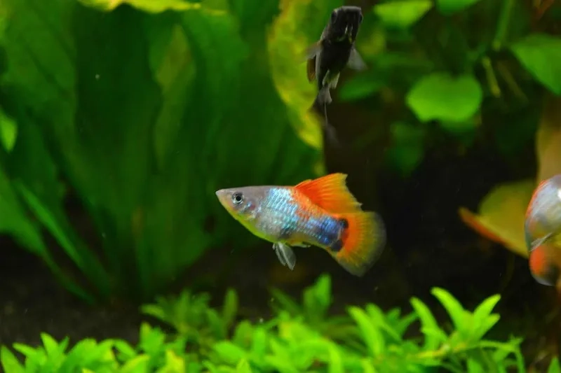 Tìm hiểu cá bình tích ăn gì để bể nuôi luôn khỏe mạnh