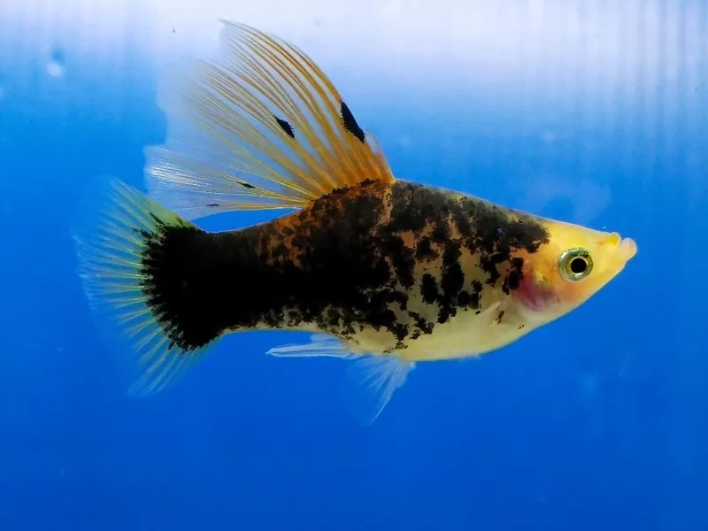 Cập nhật giá cá bình tích size lớn và giá sỉ hiện nay