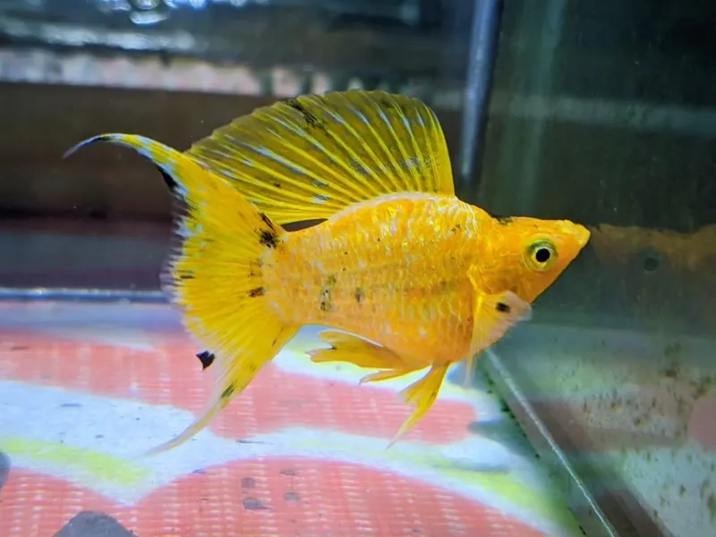 Nhận biết cá bình tích trống và cái nhanh chóng