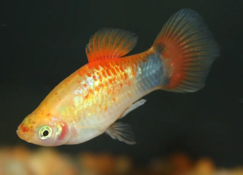 Chọn bể nuôi cá bình tích và phụ kiện phù hợp