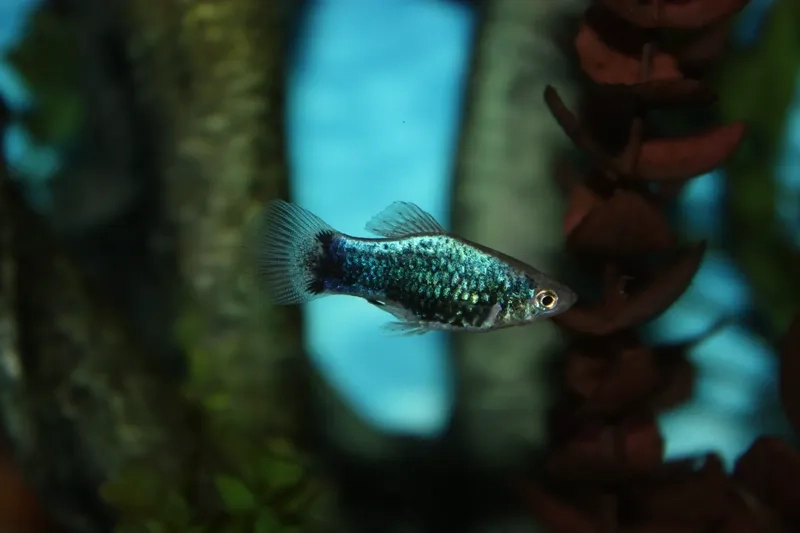 Nhận diện màu sắc cá bình tích và phân loại chính xác