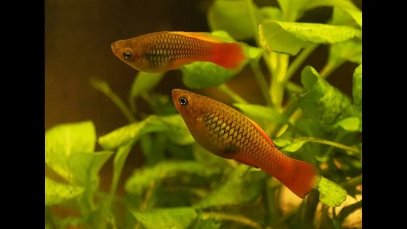 Tìm hiểu tuổi thọ cá bình tích trong môi trường nuôi lý tưởng