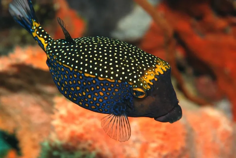 Khám phá màu sắc sống động của ảnh cá bò