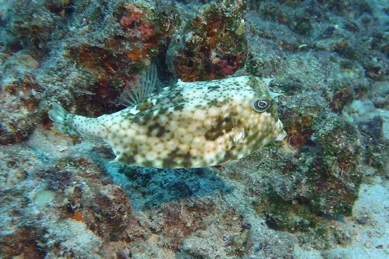 Trang trí bể với cá bò cảnh biển sinh động