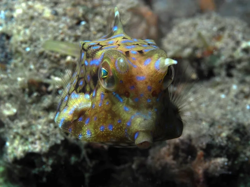 Ngắm chi tiết sống động hình cá Bò 4K tuyệt hảo