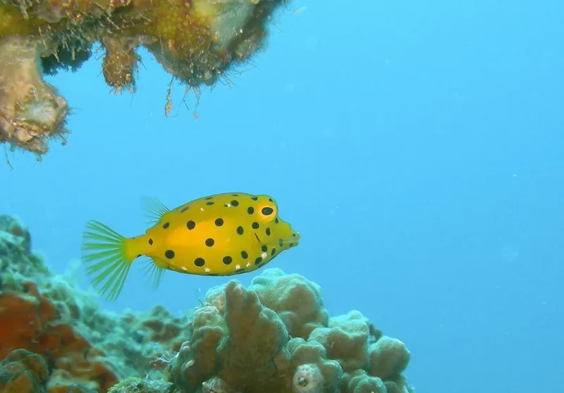 Cập nhật nhanh giá cá bò hôm nay