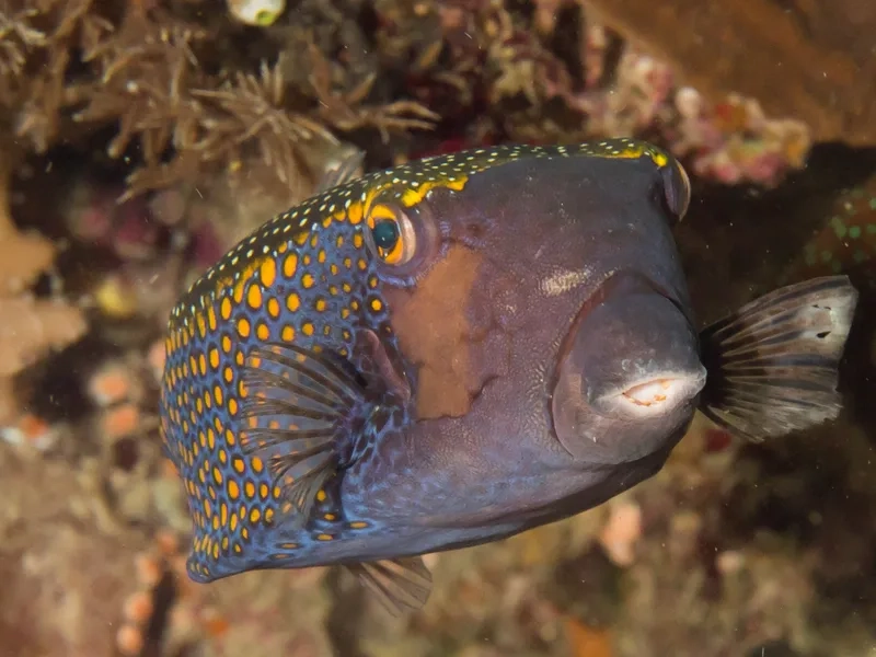 Trải nghiệm sinh động với ảnh cá Bò sống