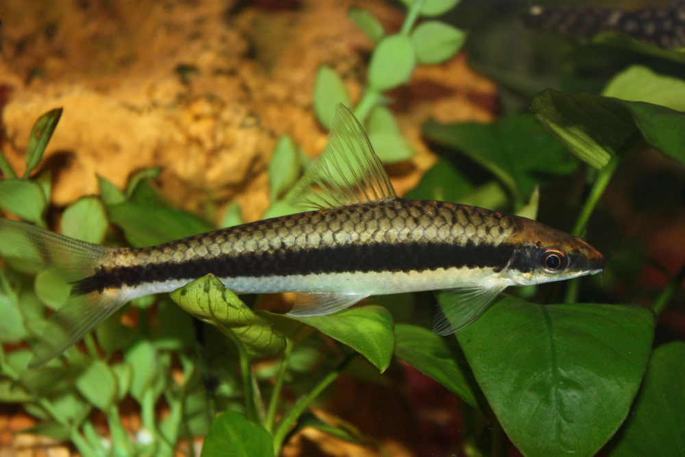 Cá bút chì thân thon dài bơi nhẹ trong bể thủy sinh