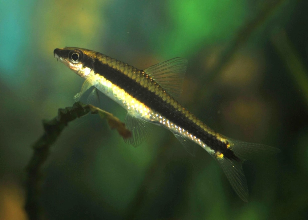 Cá bút chì ăn rêu hỗ trợ giữ bể luôn sạch đẹp