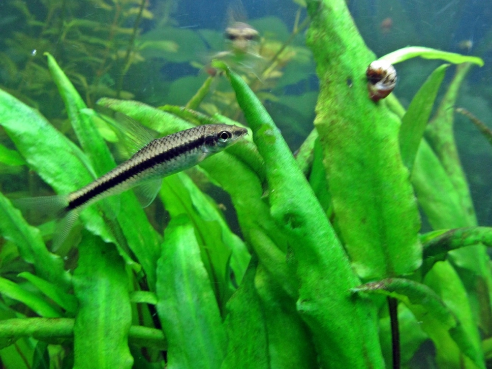 Cá bút chì ăn gì chủ yếu rêu tảo và thức ăn viên