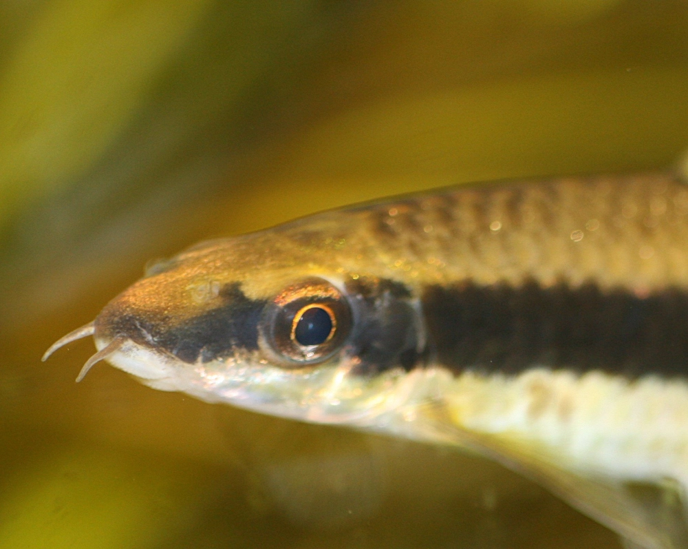 Nuôi cá bút chì phù hợp người mới chơi thủy sinh