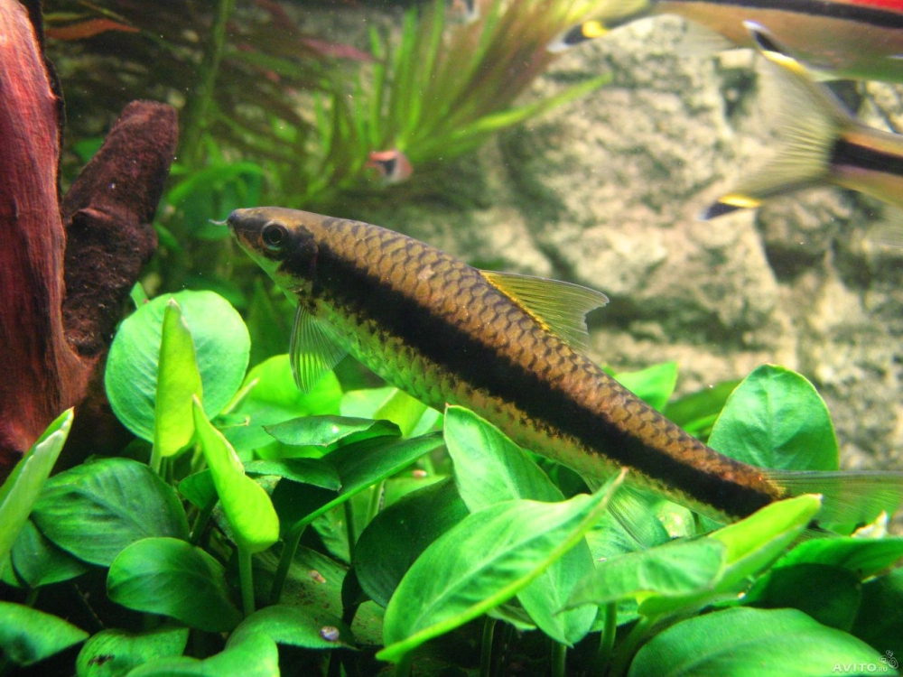 Cá bút chì dọn bể là trợ thủ đắc lực diệt rêu