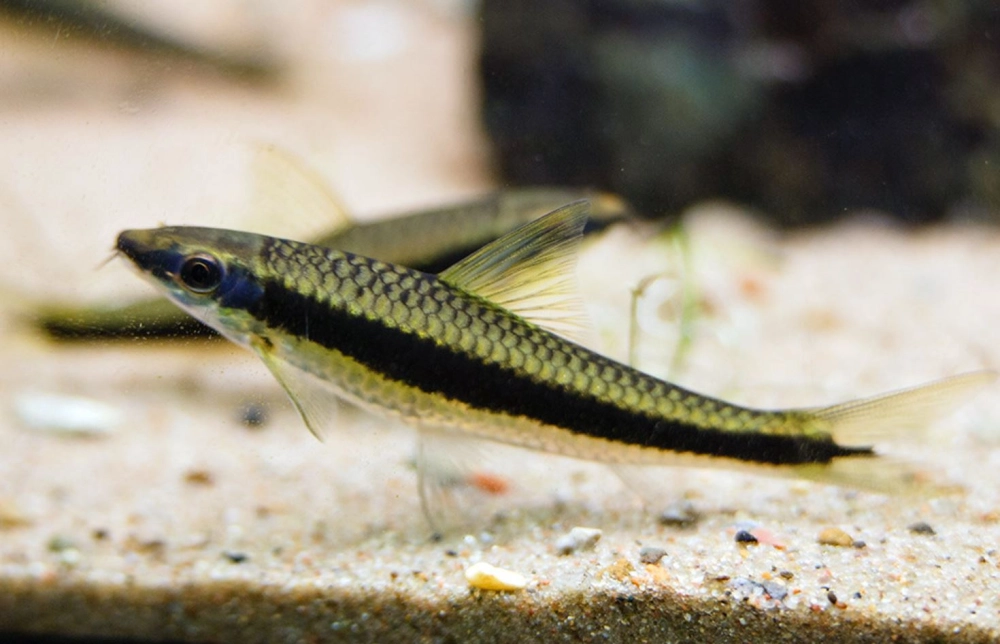 Cá bút chì sinh sản khá khó trong môi trường nuôi